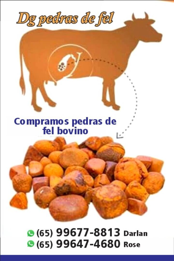 Images Dg pedras de fel bovinos