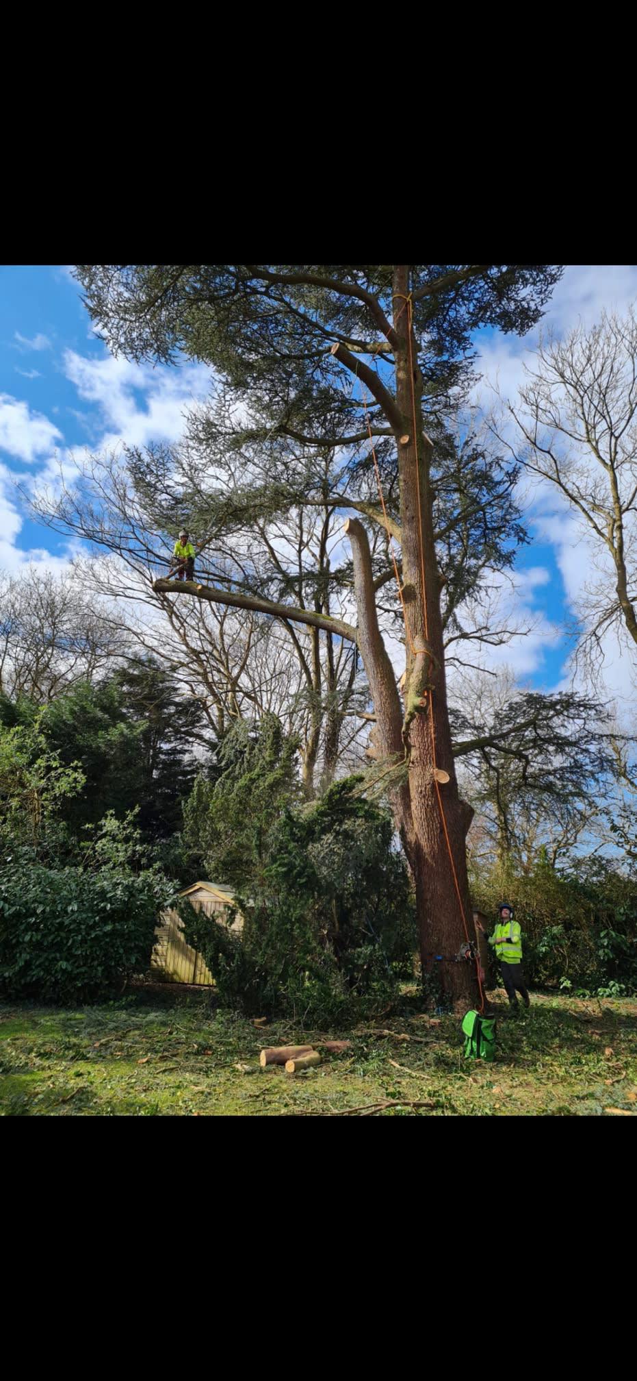 Images Elwy Valley Tree Services