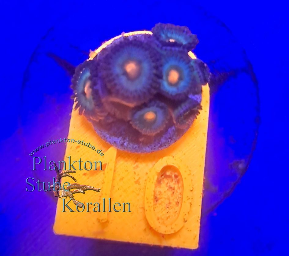 Plankton Stube in Essen - Logo