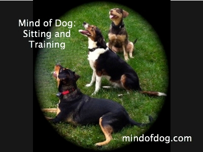 Mind of Dog, Llc