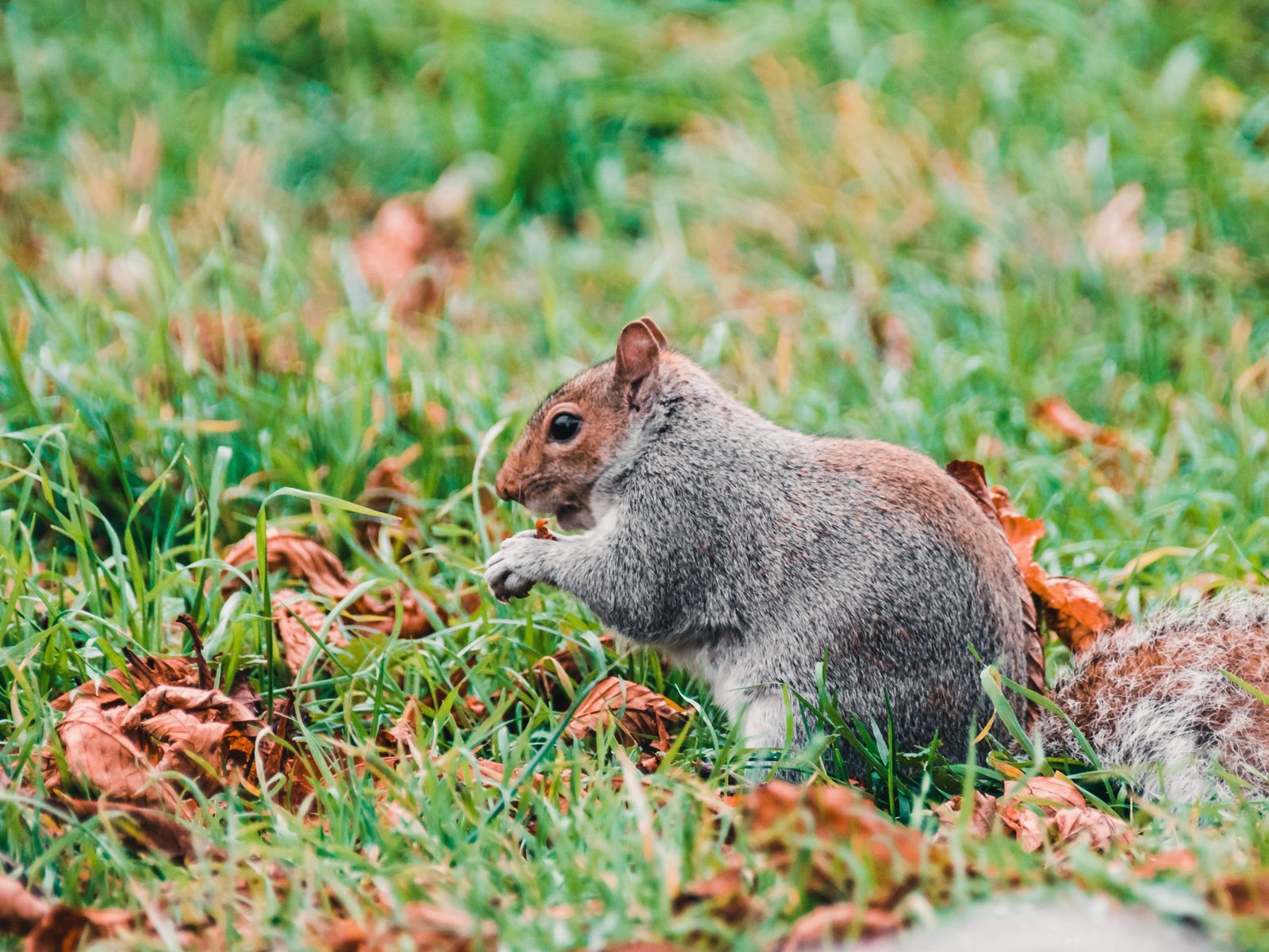 Thomas Wildlife Control & Roofing