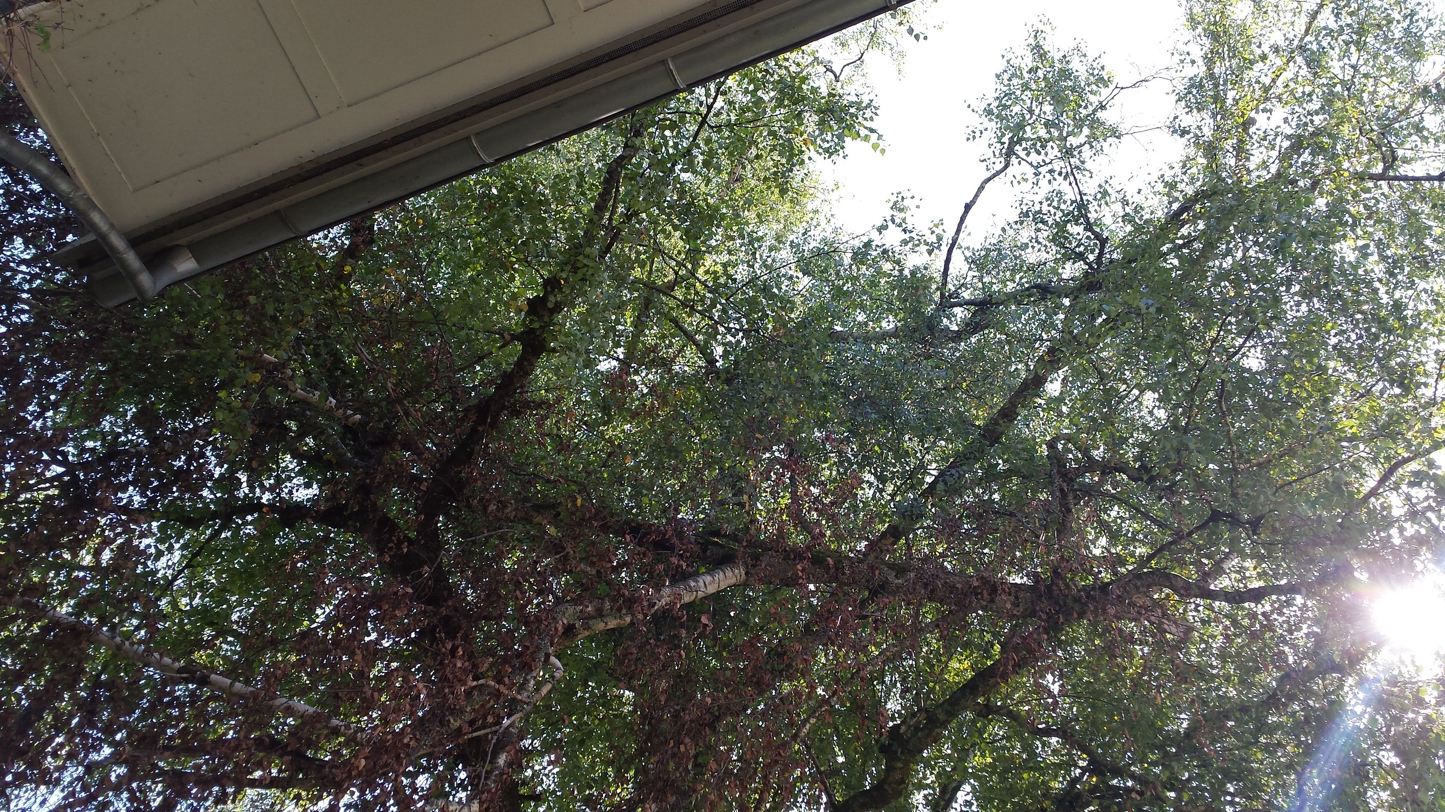 Baumpflege-Gallusser, Bergstrasse 3 in Hinteregg