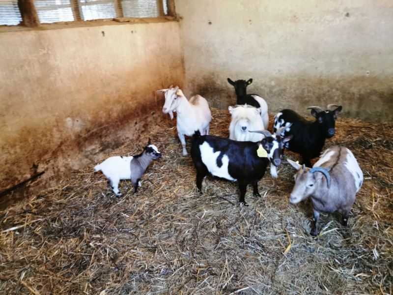 Images Azienda Agricola La Vecchia Fattoria