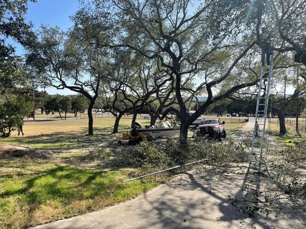 Images Luna's Tree Service
