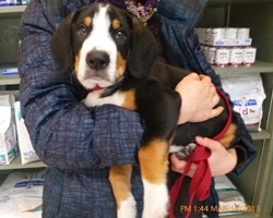 Deer Grove Veterinary