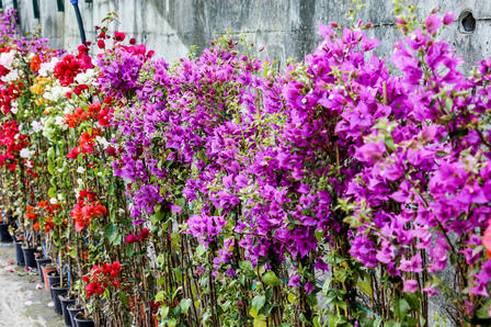 Images Vivaio Avagliano Piante