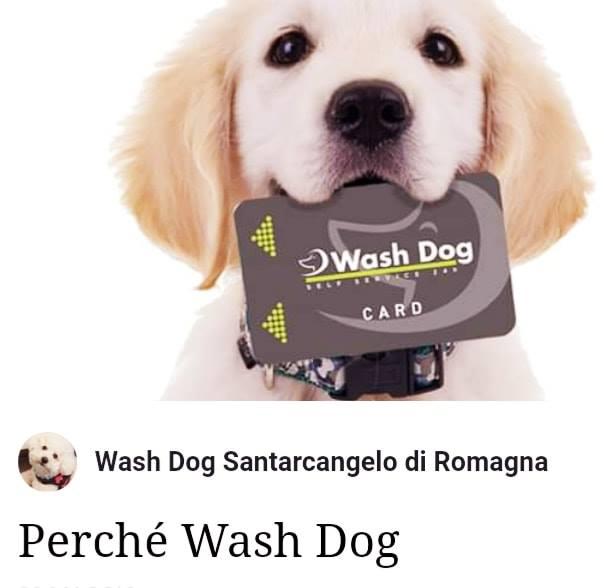 Images Wash Dog Santarcangelo di Romagna