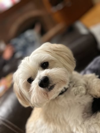 Images Kristi Dreistadt - Bloedorn: Allstate Insurance