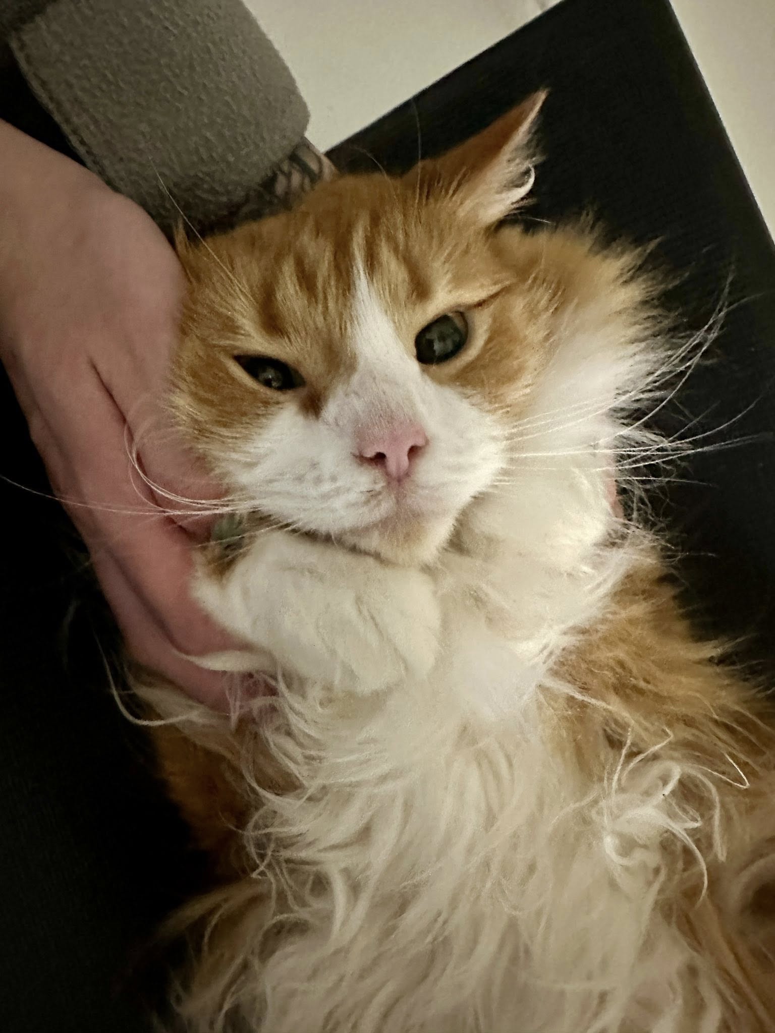 CityVet | Providence cat patient!