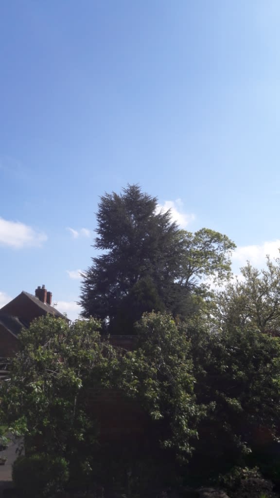 Dalby Tree Care Leicester 07977 477009