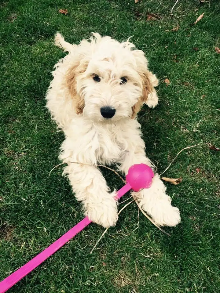 Images Mack's Pet Care