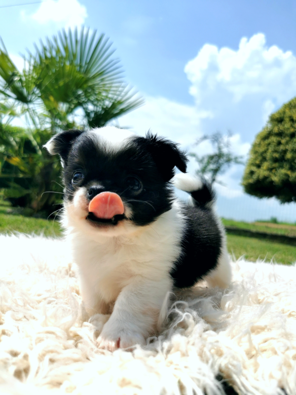 Images Allevamento Chihuahua Maksivon Lombardia