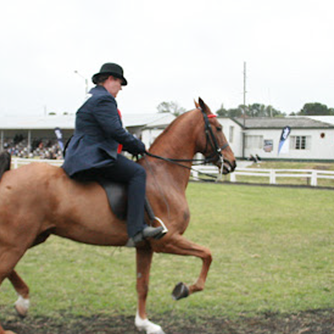 Images Solo Riding School