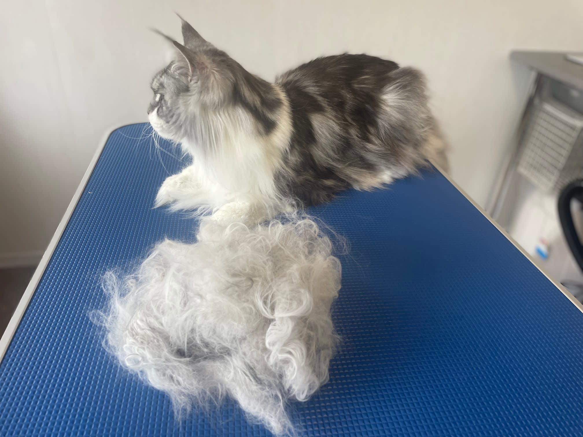 Images Cloverlea Cattery & Cat Grooming Salon