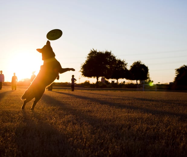 Images Great Outdogs