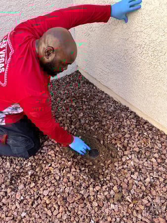 Images Las Vegas Pest Contol