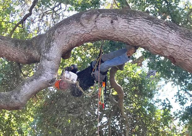 Images Ned Patchett Tree Care & Consulting