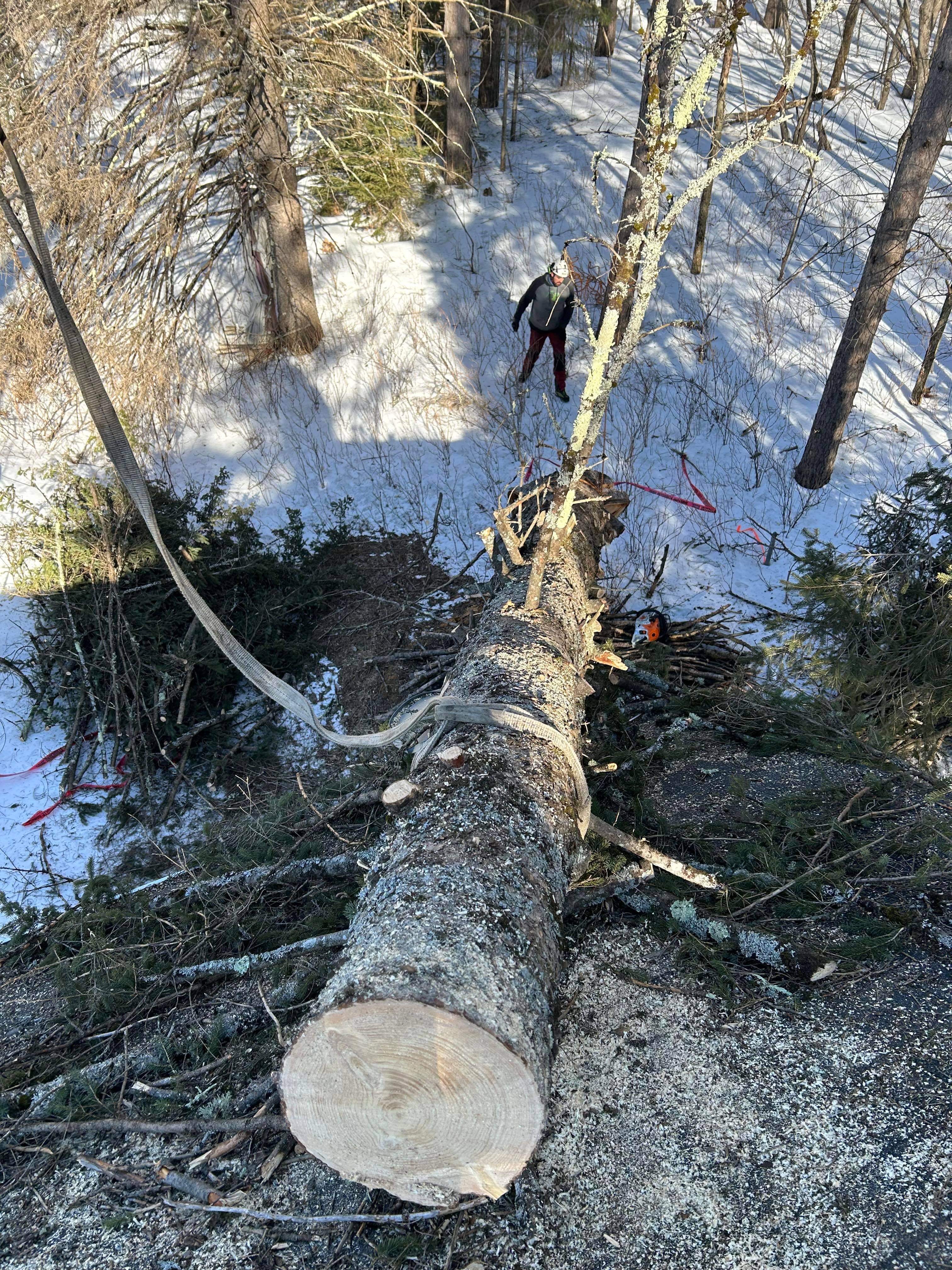 Images Élagage Frère d'Arbres