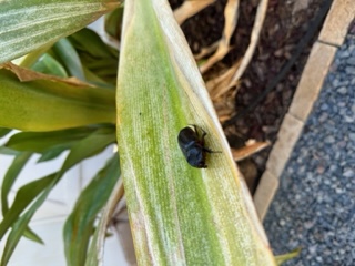 Images Aloha Tree Savers