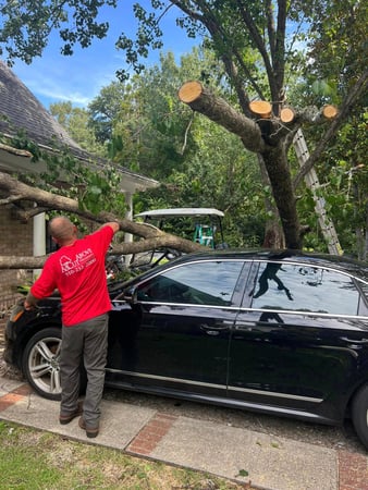 Images A Cut Above Tree Experts