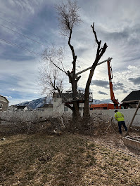 FILI Tree Expert & Landscaping LLC Image