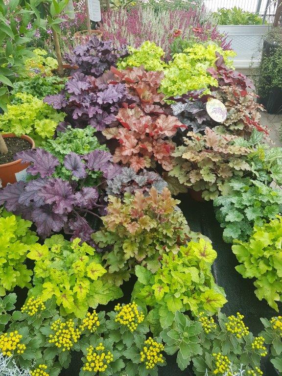 Blumen Mayer Inh. Katharina Mayer, Hauptstraße 48 in Andorf