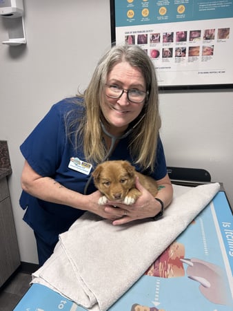 Images VCA Peone Pines Animal Hospital