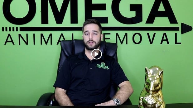 Images Omega Animal Removal Houston
