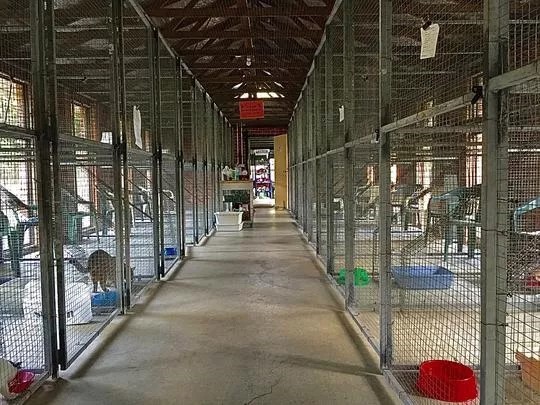 Images Glenhaven Boarding Cattery