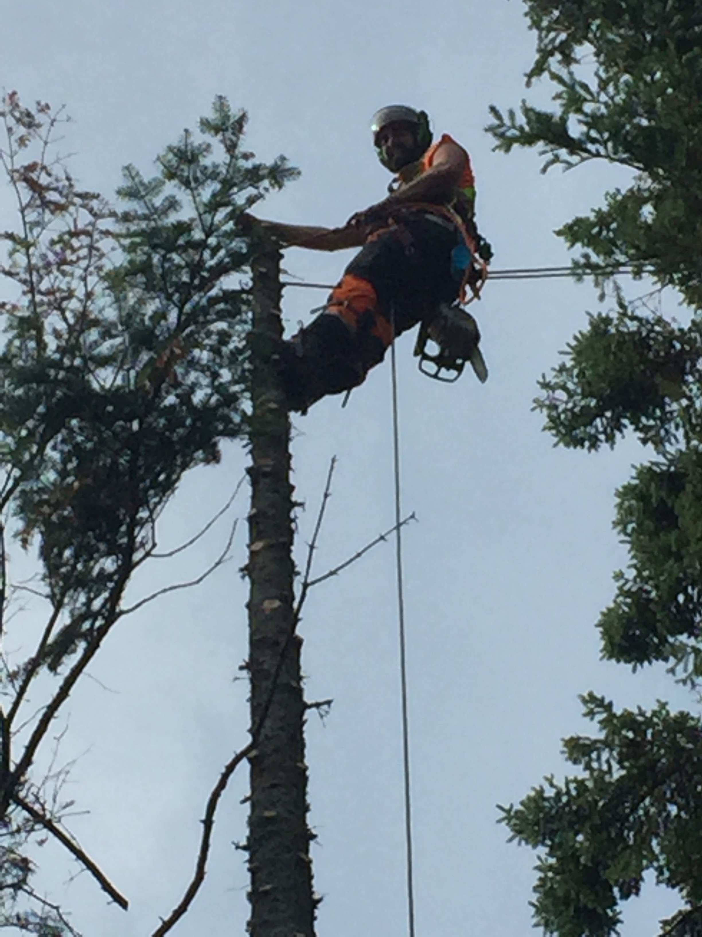 Images Élagage Frère d'Arbres