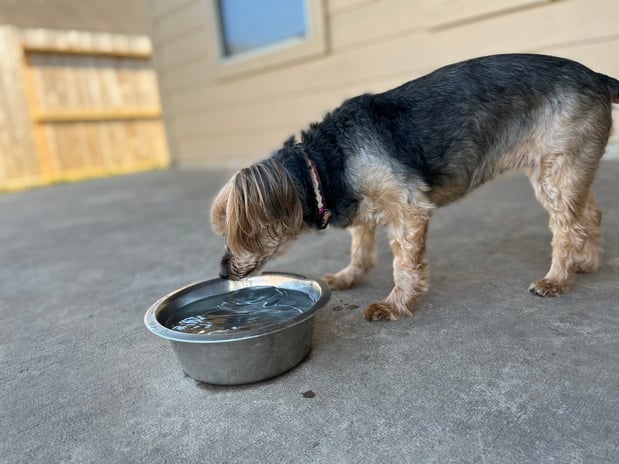 Images Pint Sized Pet Care