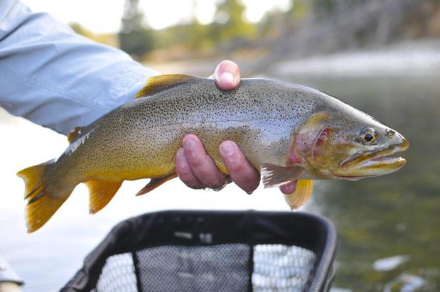 Images Grand Teton Fly Fishing