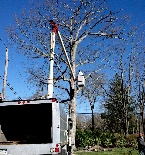Images Tree Tops Tree Service Inc