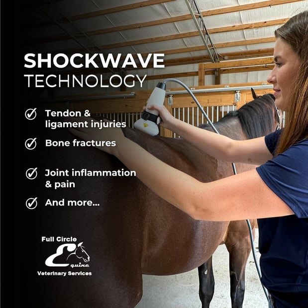 Images FULL CIRCLE EQUINE VETERINARY SERVICES