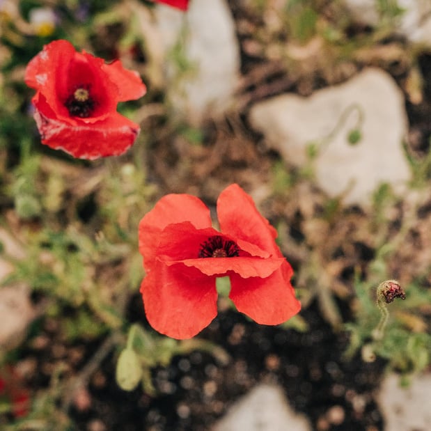 Images A Joy Story Photography