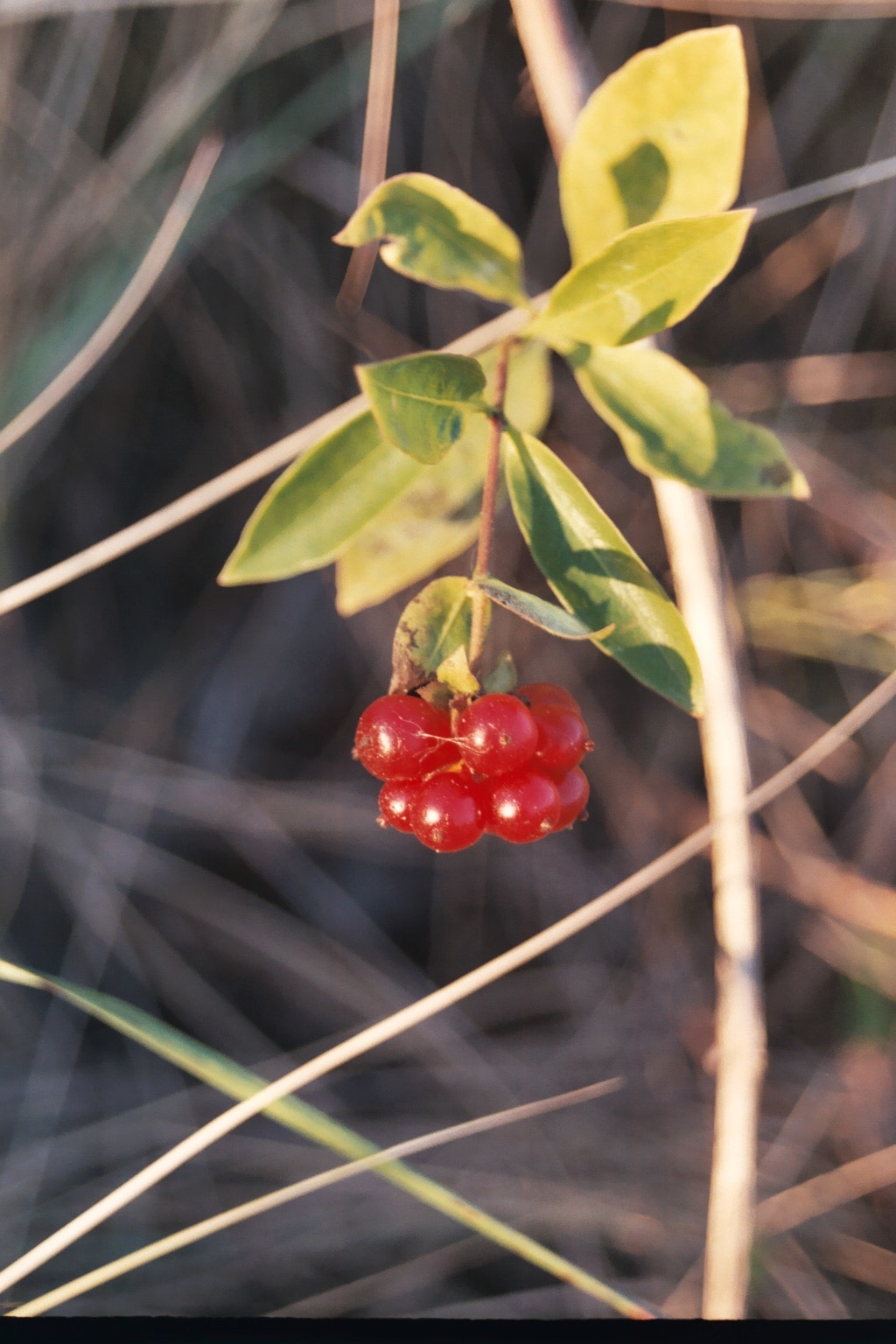 Praxis für Psychotherapie Dr. Christiane Willers, Heidingsfelderweg 47 in Eichstätt