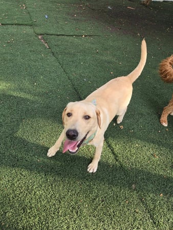 Images Wag Watchers DayCare & Spa