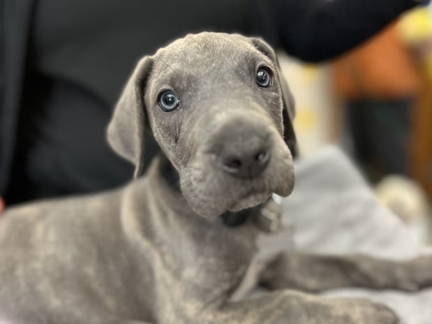 Images VCA Green Animal Hospital