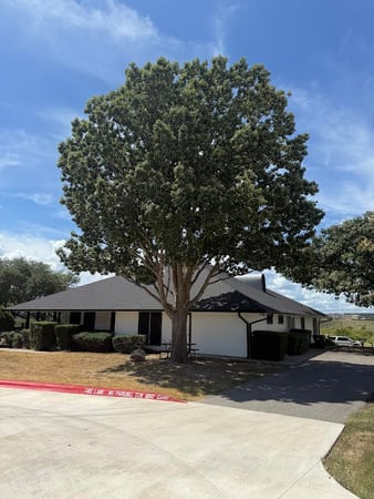 Images Twisted Oaks Tree Services LLC