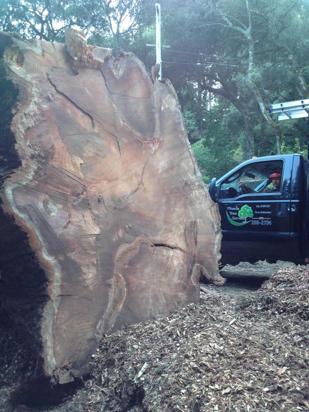 Images Pineda Tree Service