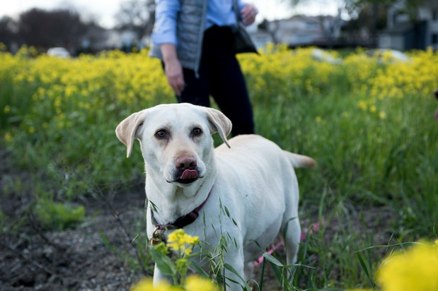 Images Laurie and Joe's Labs