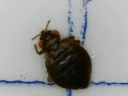 Images Peledex - Pest Control