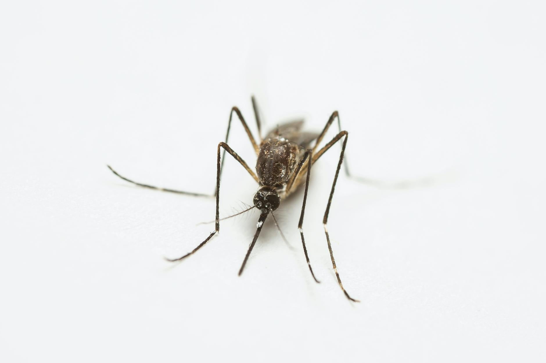 Bug Off Pest Control LLC