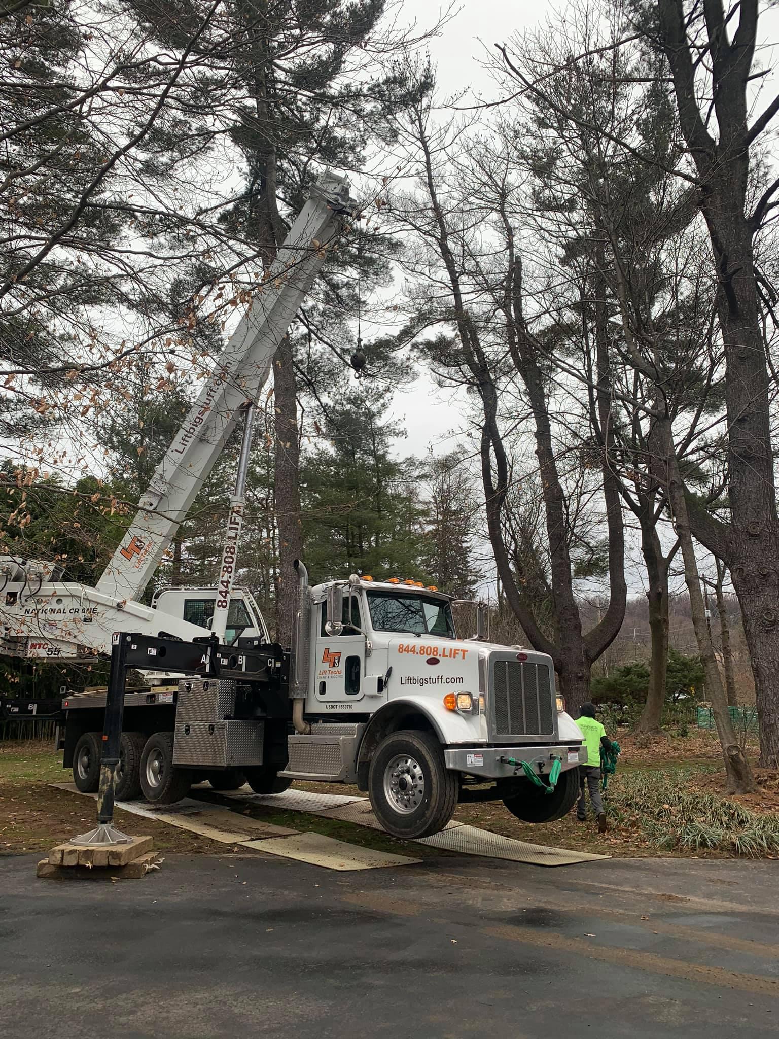 Tree Guy Now Photo