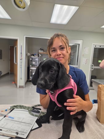 Images VCA Ponti Animal Hospital