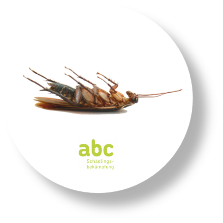 abc- Schädlingsbekämpfung Kammerjäger, Hauptplatz in Schwyz