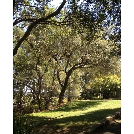 Wallace Tree Service Logo