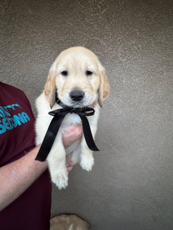 Images Turquoise Trail Retrievers
