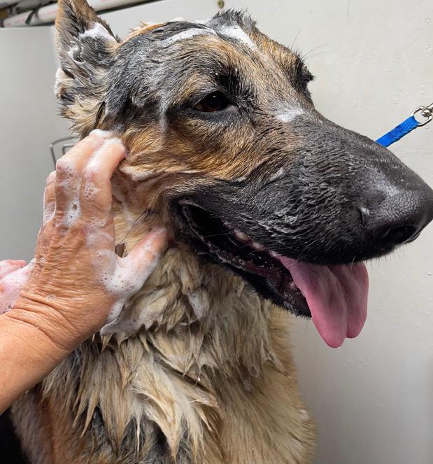 Images Space Coast Mobile Dog Grooming