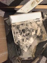 black mold, mold removal